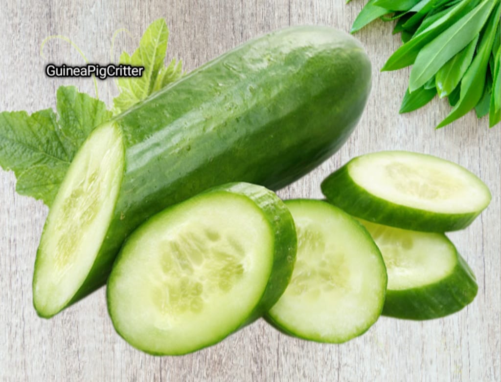 benefits of cucumber to your guinea pig