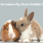 do guinea pig attract rabbits