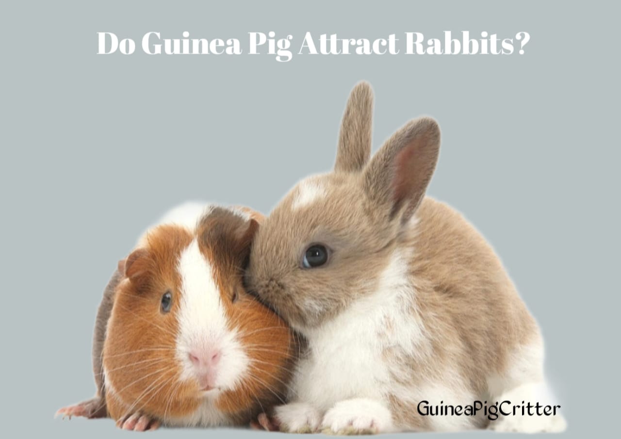 do guinea pig attract rabbits