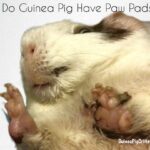 Do Guinea Pigs Have Paw Pads?