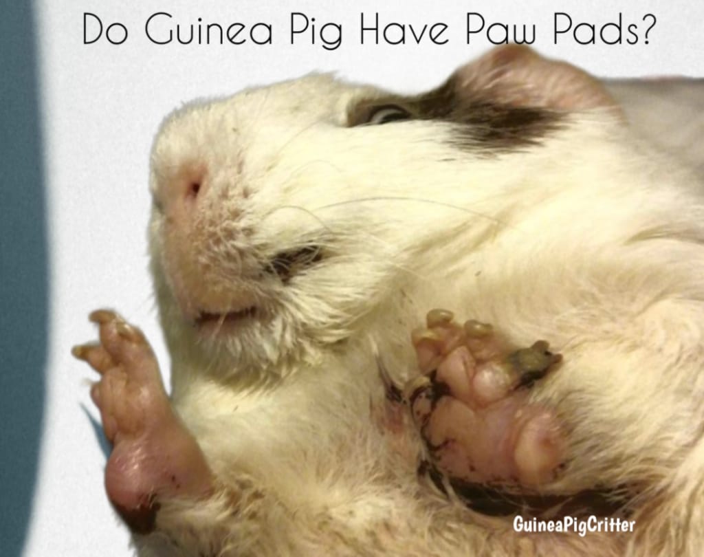 Do Guinea Pigs Have Paw Pads?