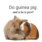 do guinea pig need to be in pairs