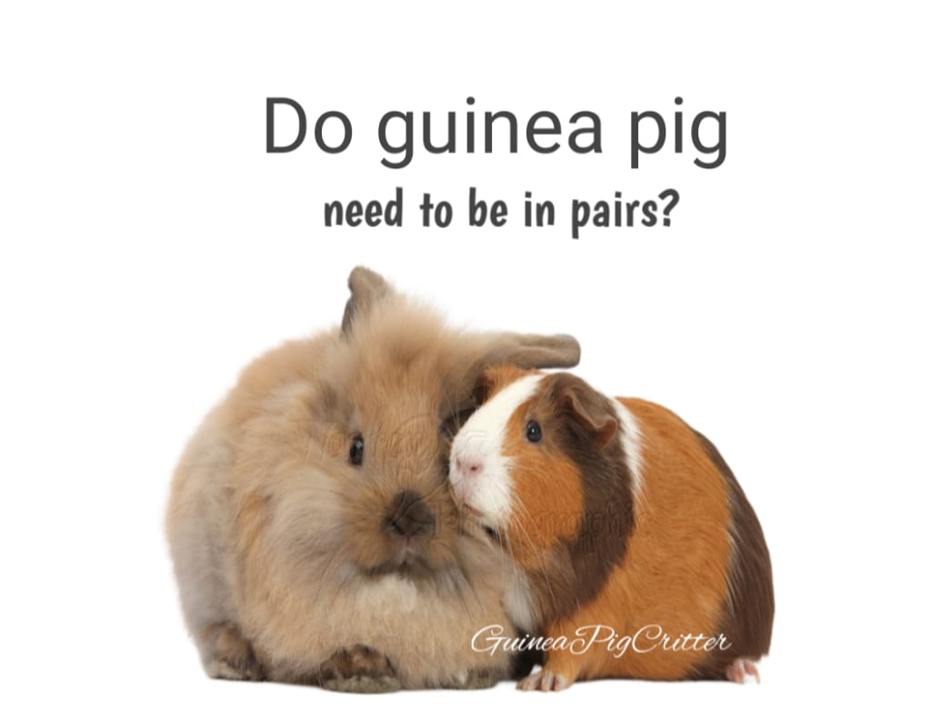 do guinea pig need to be in pairs