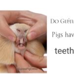 do guinea pig have four teeth