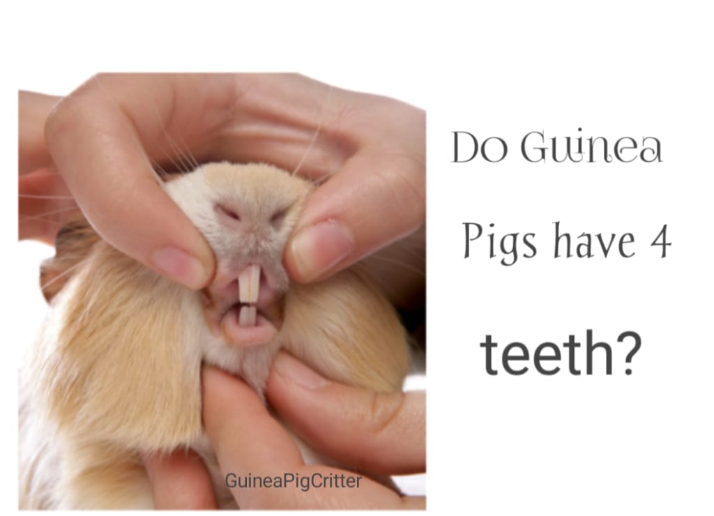 do guinea pig have four teeth