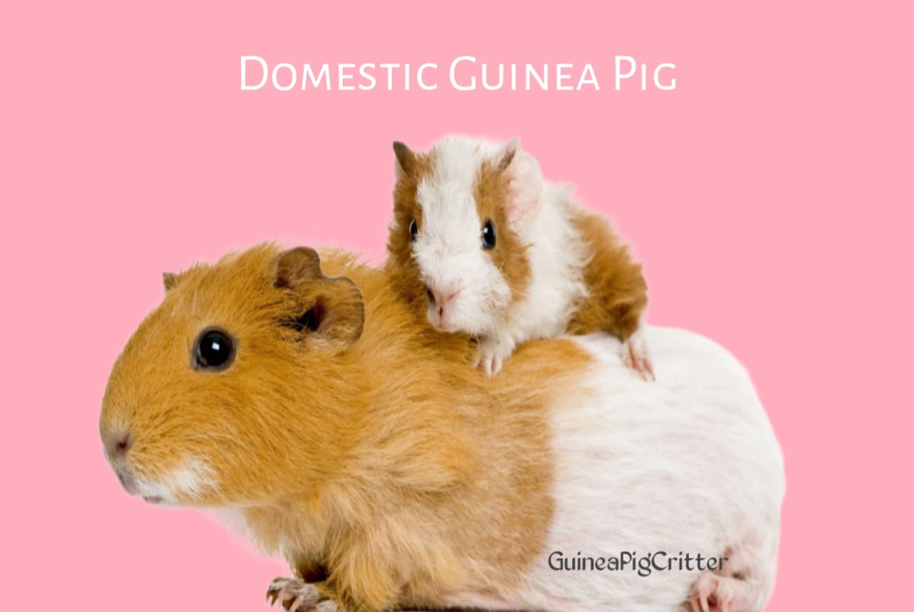 domestic guinea pig