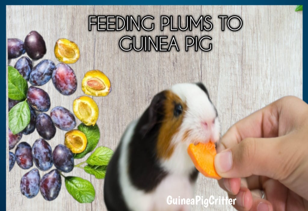 feeding plums to guinea pig