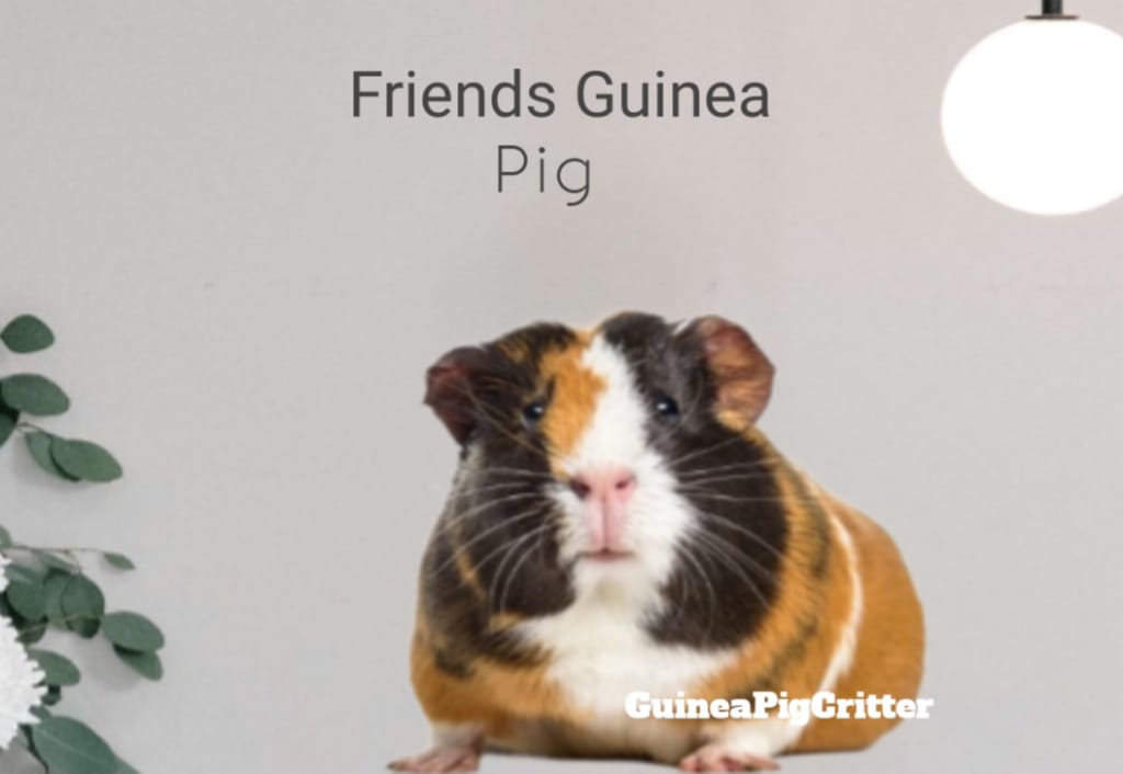 friends guinea pig