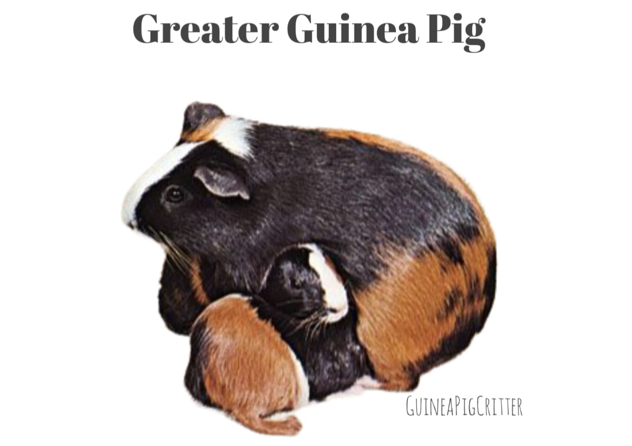 greater guinea pig