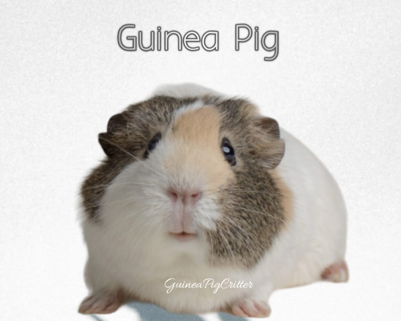 guinea pig