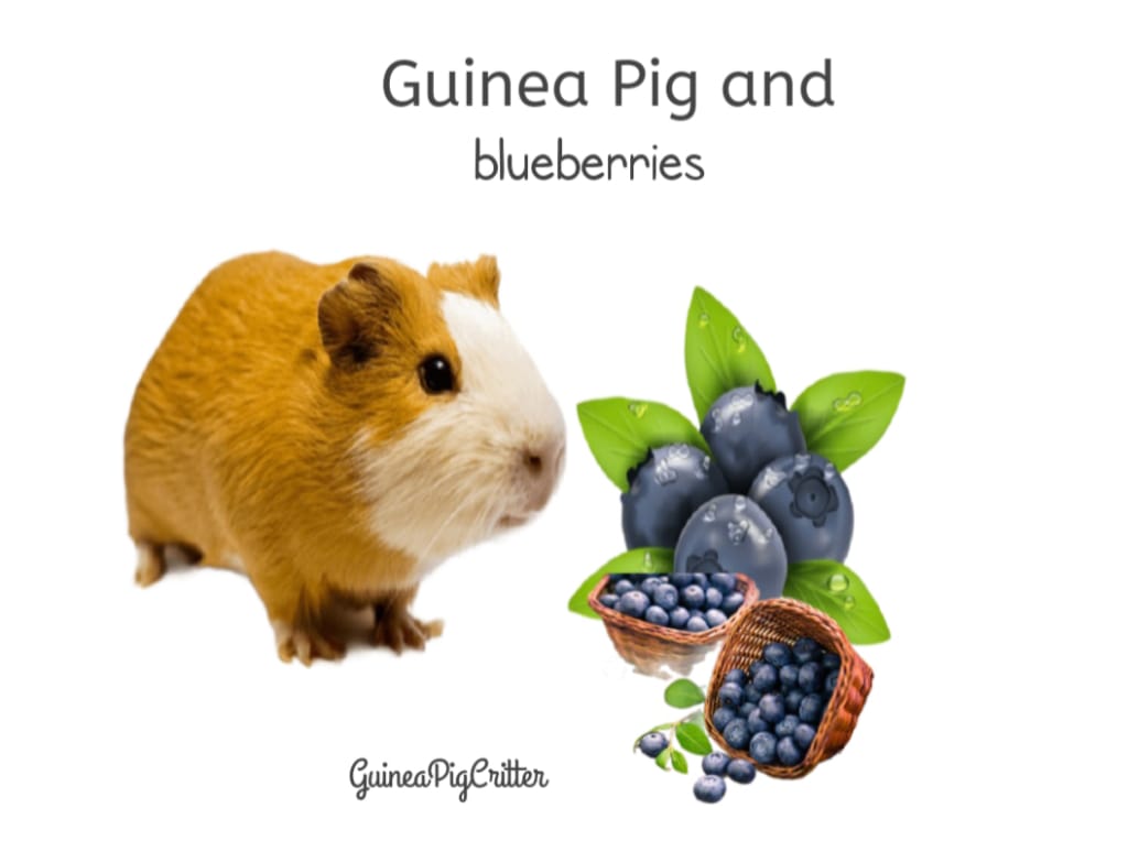 guinea pig and blueberries