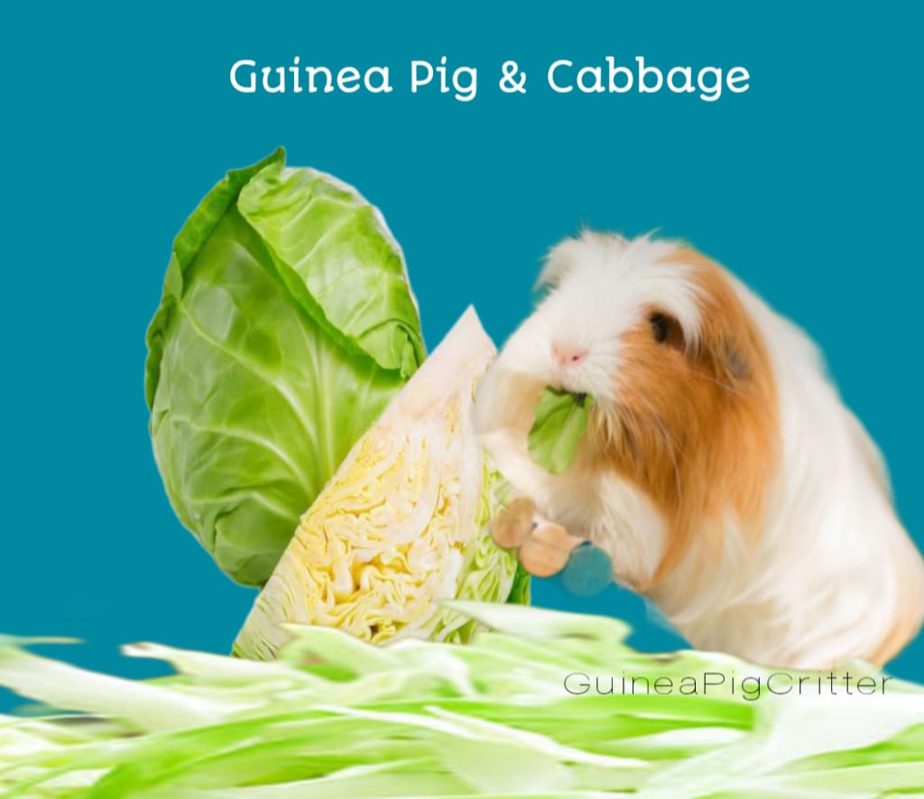 guinea pig and cabbage is benefits