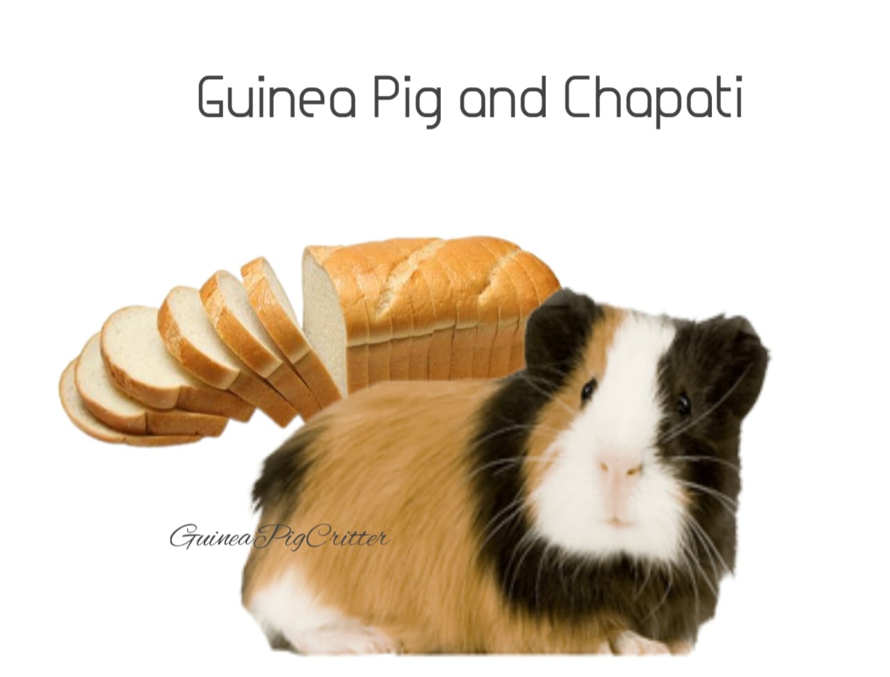 guinea pig and chapati