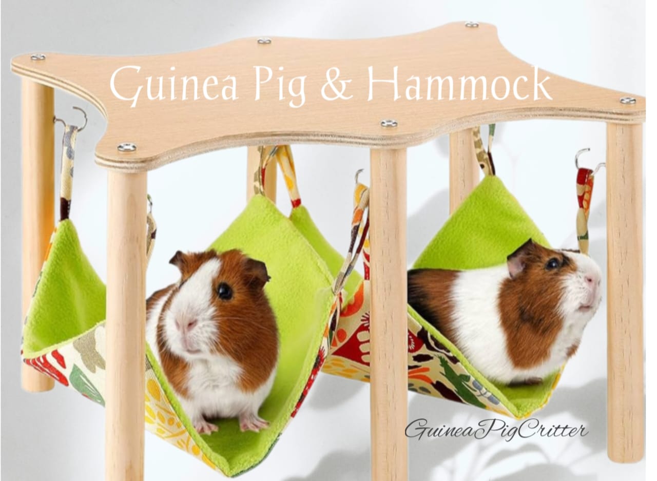 guinea pig and hammock