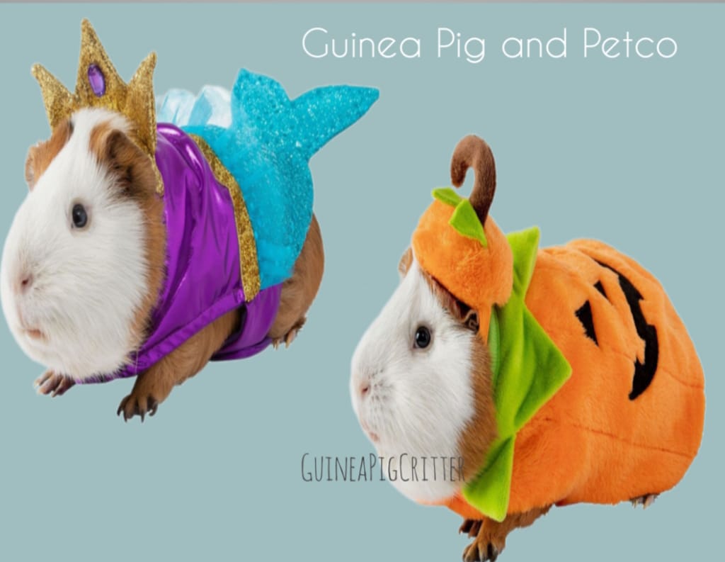 guinea pig and petco