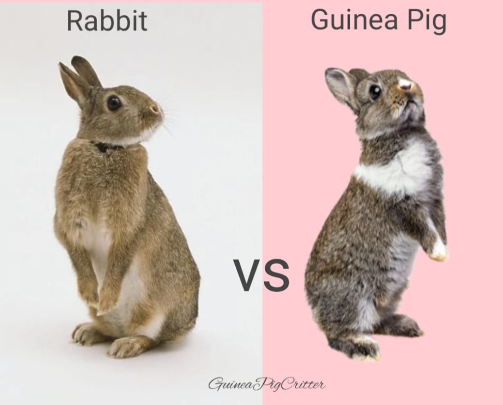 guinea pig and rabbit