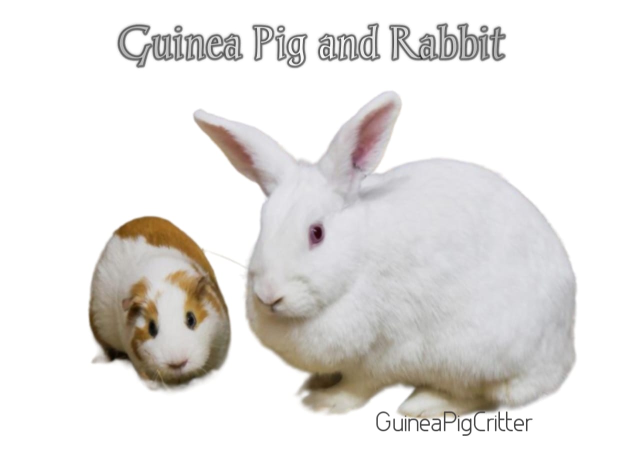 guinea pig and rabbit