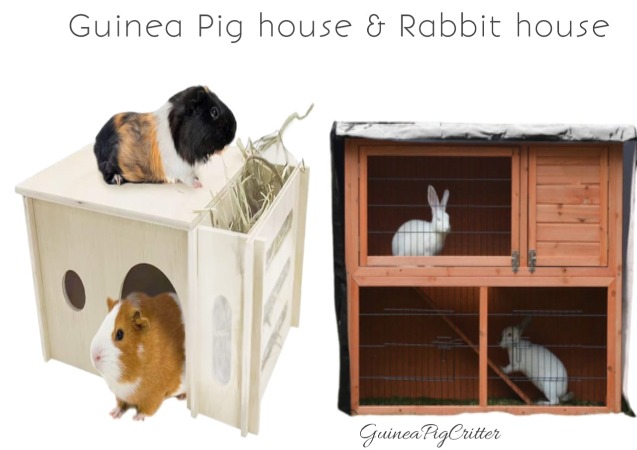 guinea pig and rabbit safe house