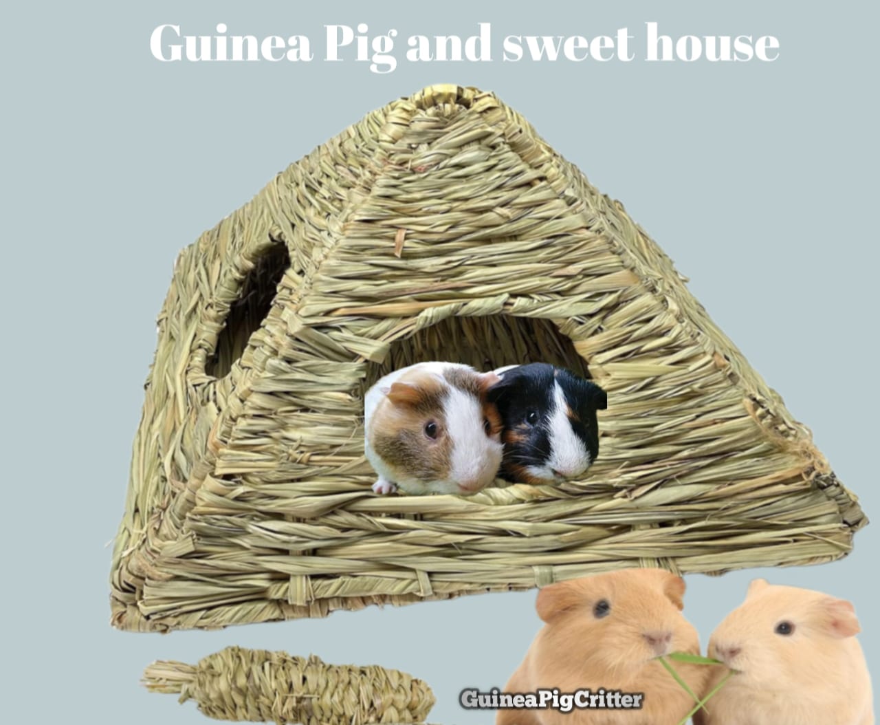 guinea pig and sweet home