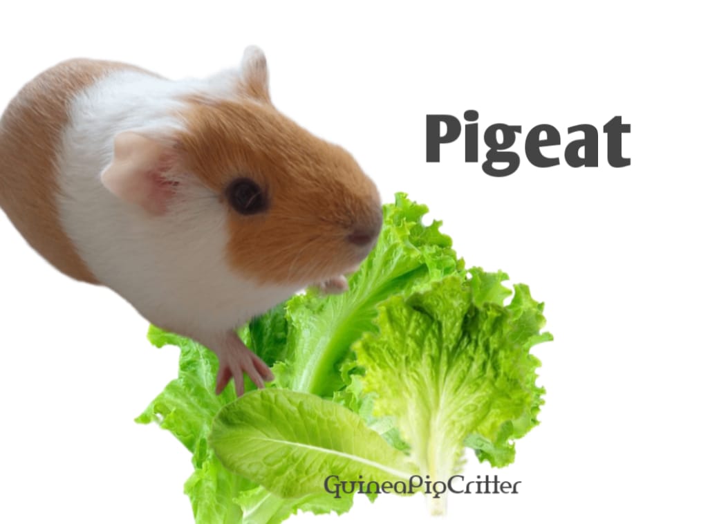 can guinea pig eat lettuce