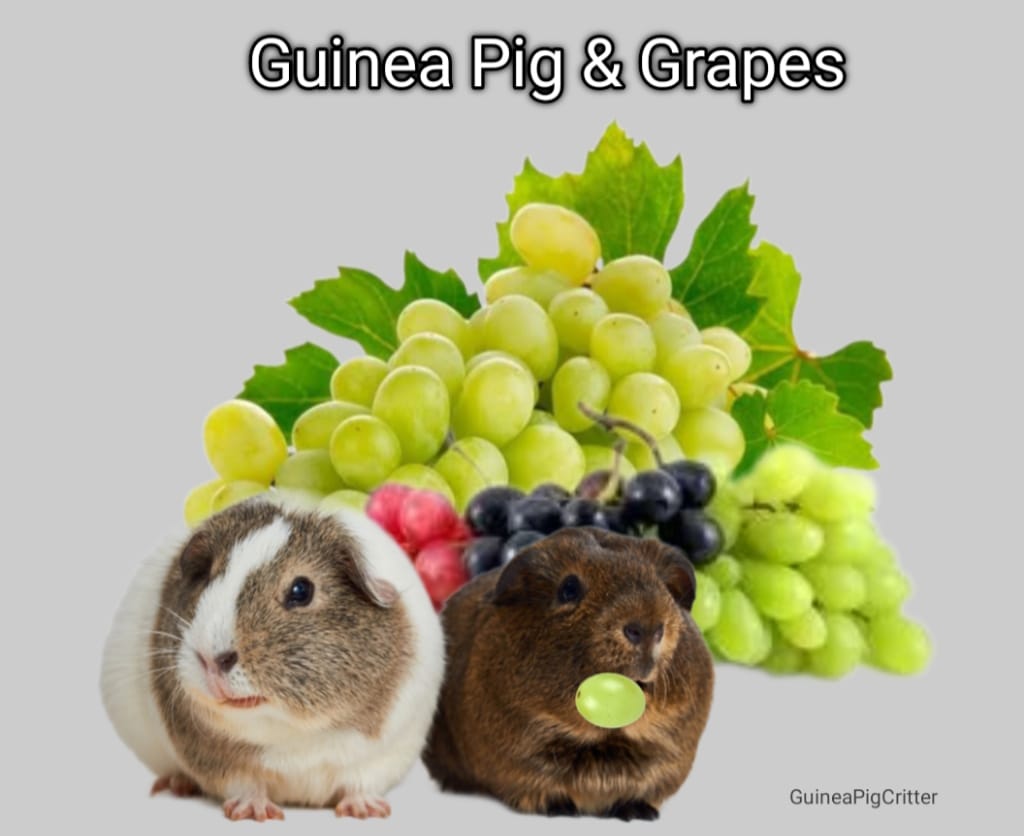 guinea pig and grapes