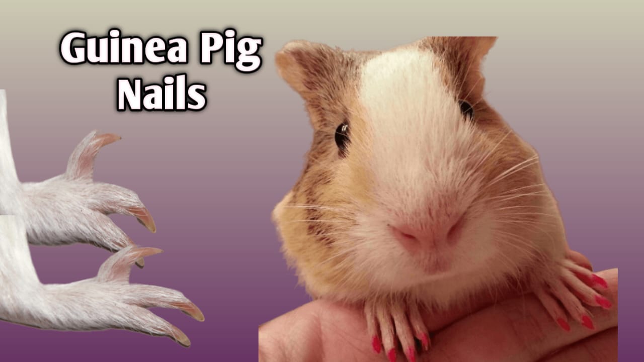 guinea pig nail