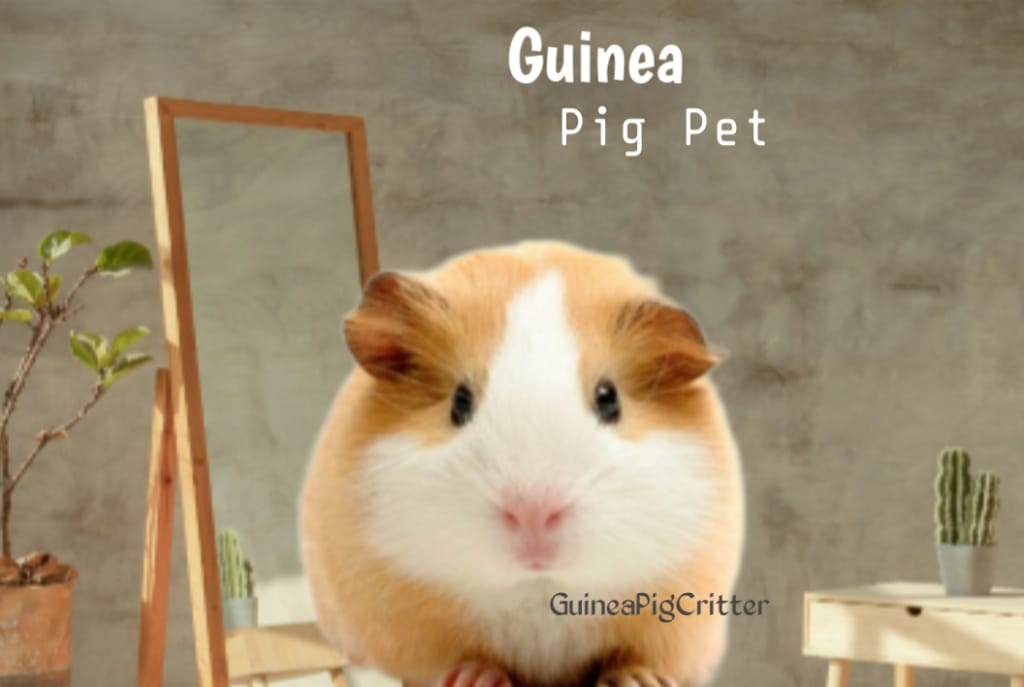 guinea pig pet