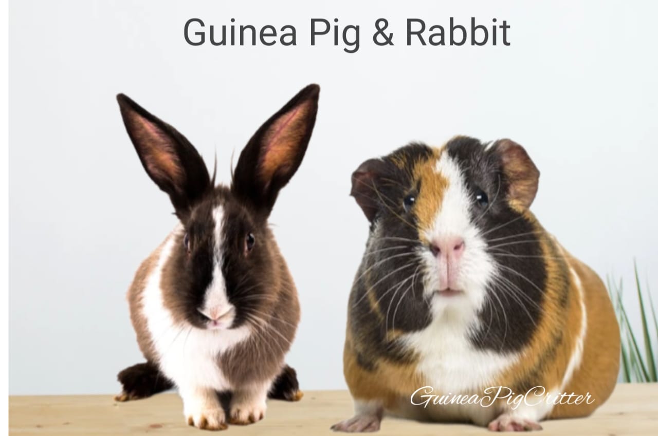 guinea pig and rabbit