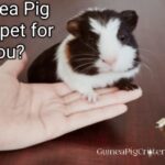 guinea pig right pet for you?