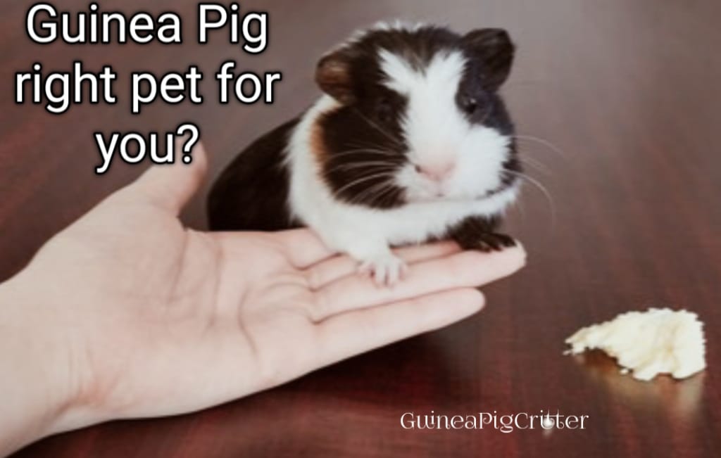 guinea pig right pet for you?