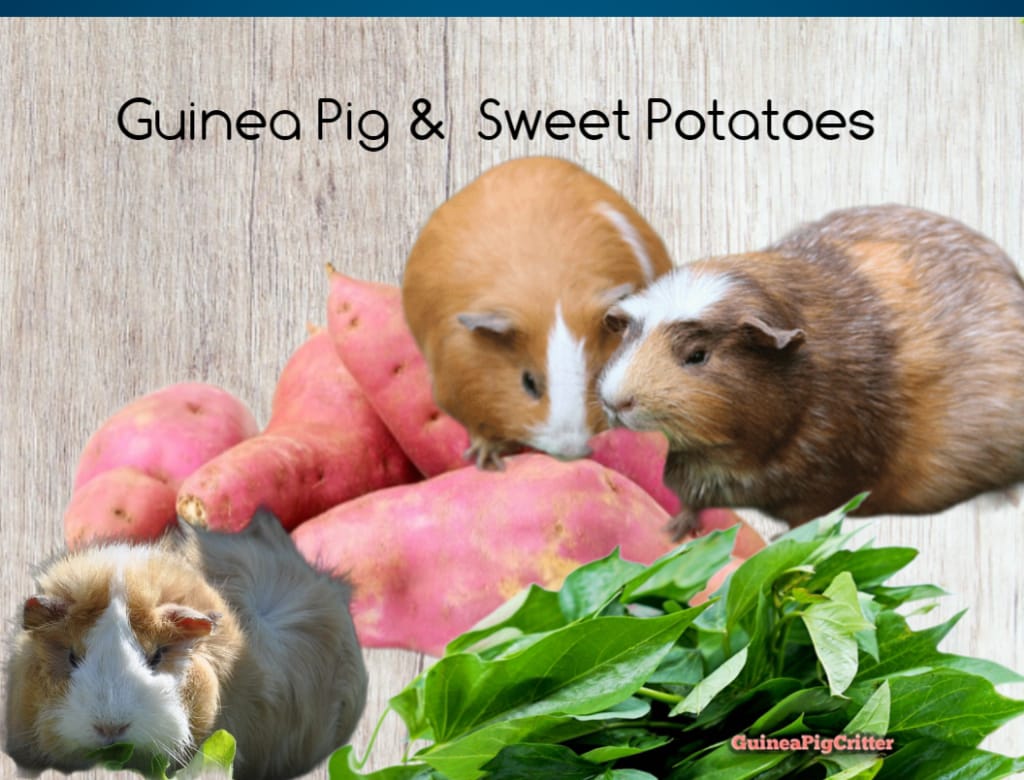 sweet potatoes and guinea pig