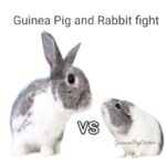 Guinea Pig Versus Rabbit