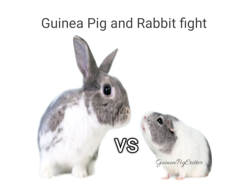 Guinea Pig Versus Rabbit