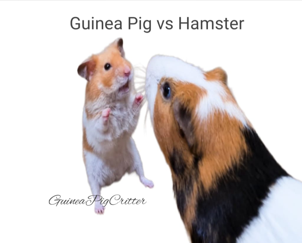 guinea pig vs hamster