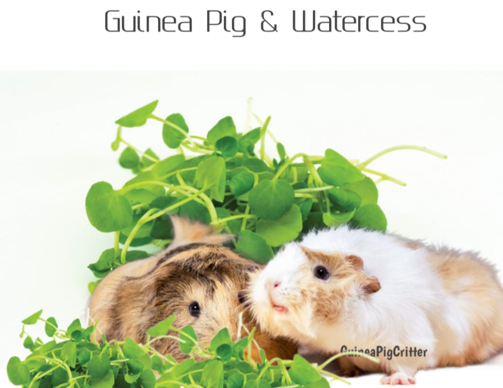 guinea pig and watercress