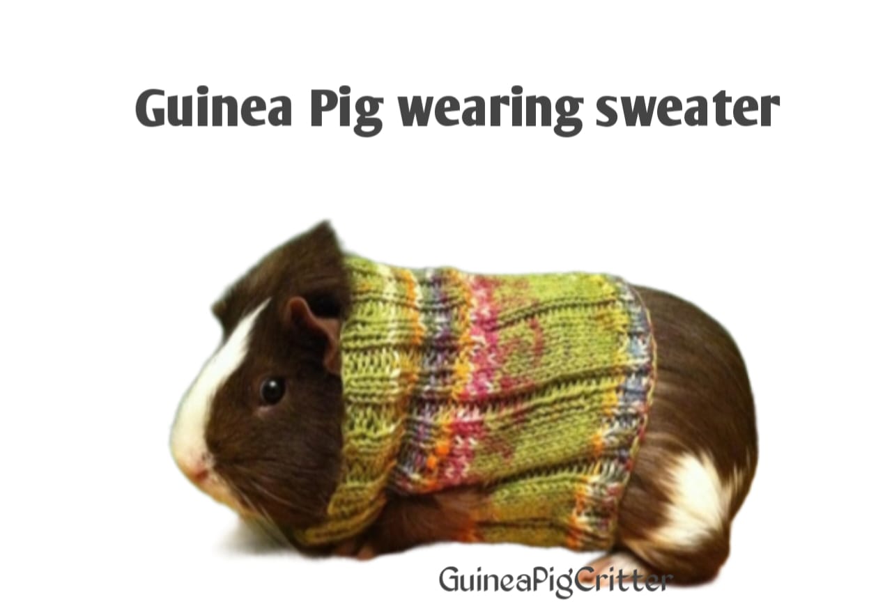 guinea pig wearing sweater