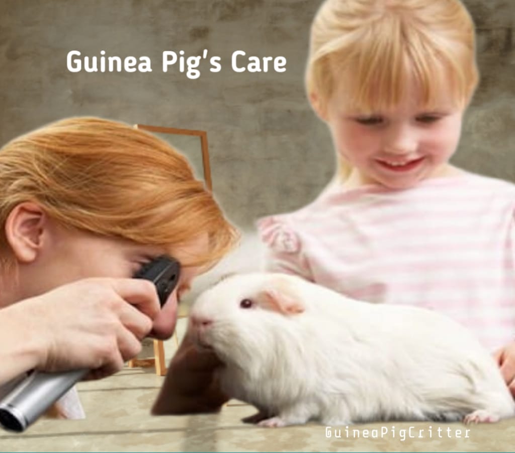 guinea pigs care