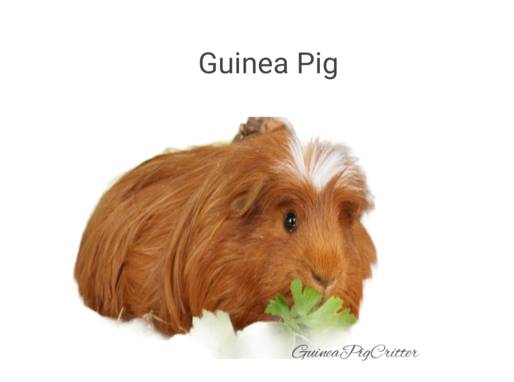 guinea pig teeth