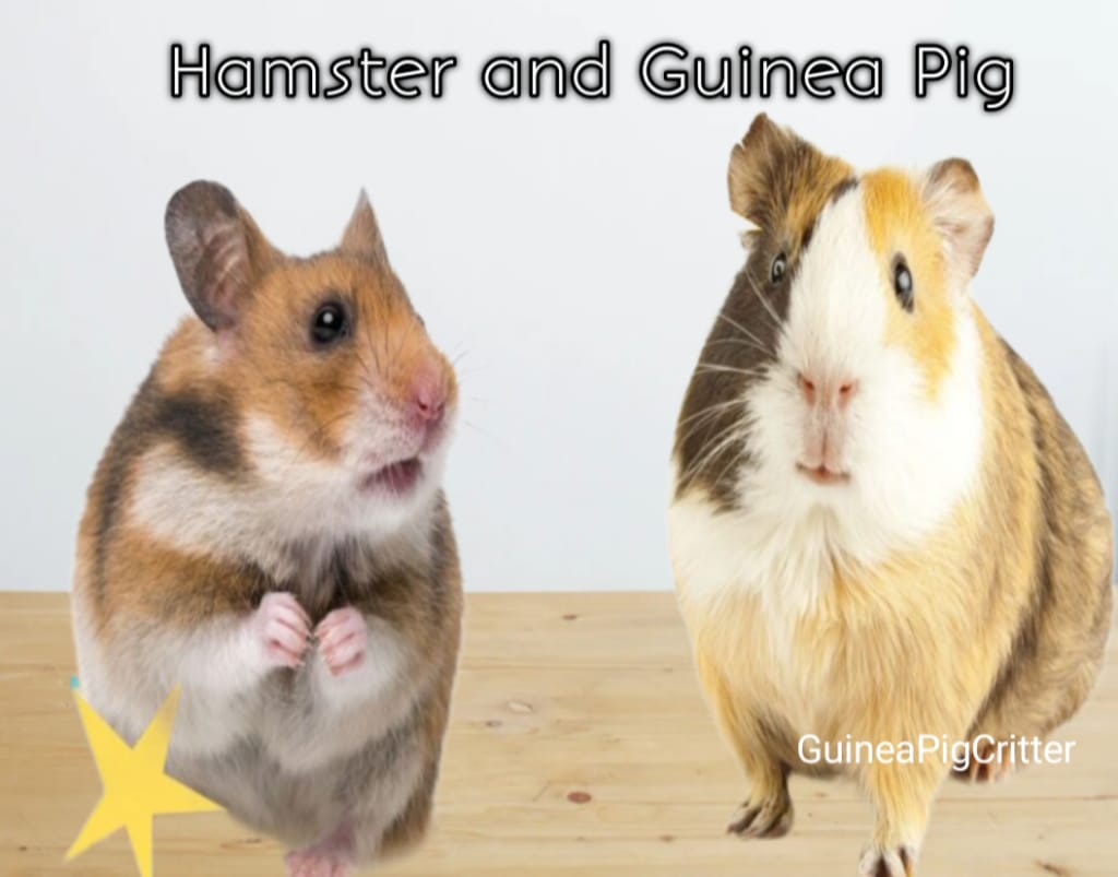 hamster and guinea pig