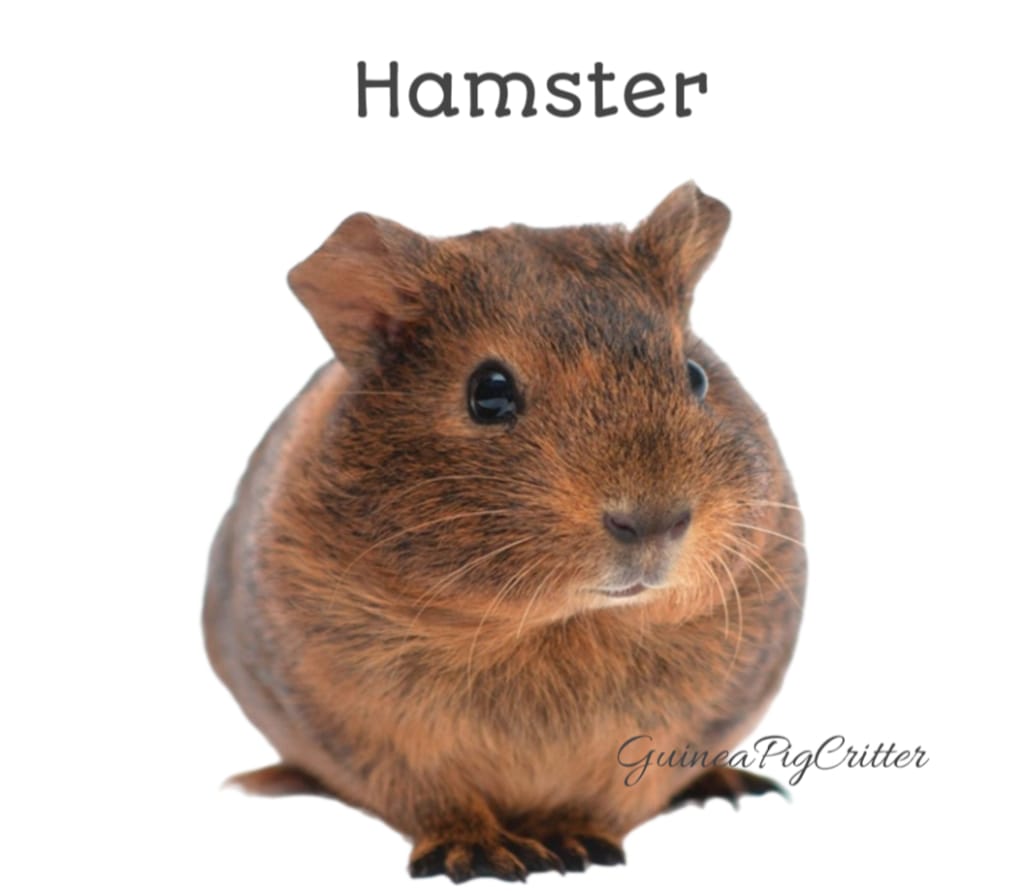 hamster