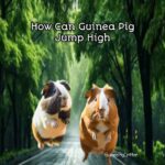 how can guinea pig jump high