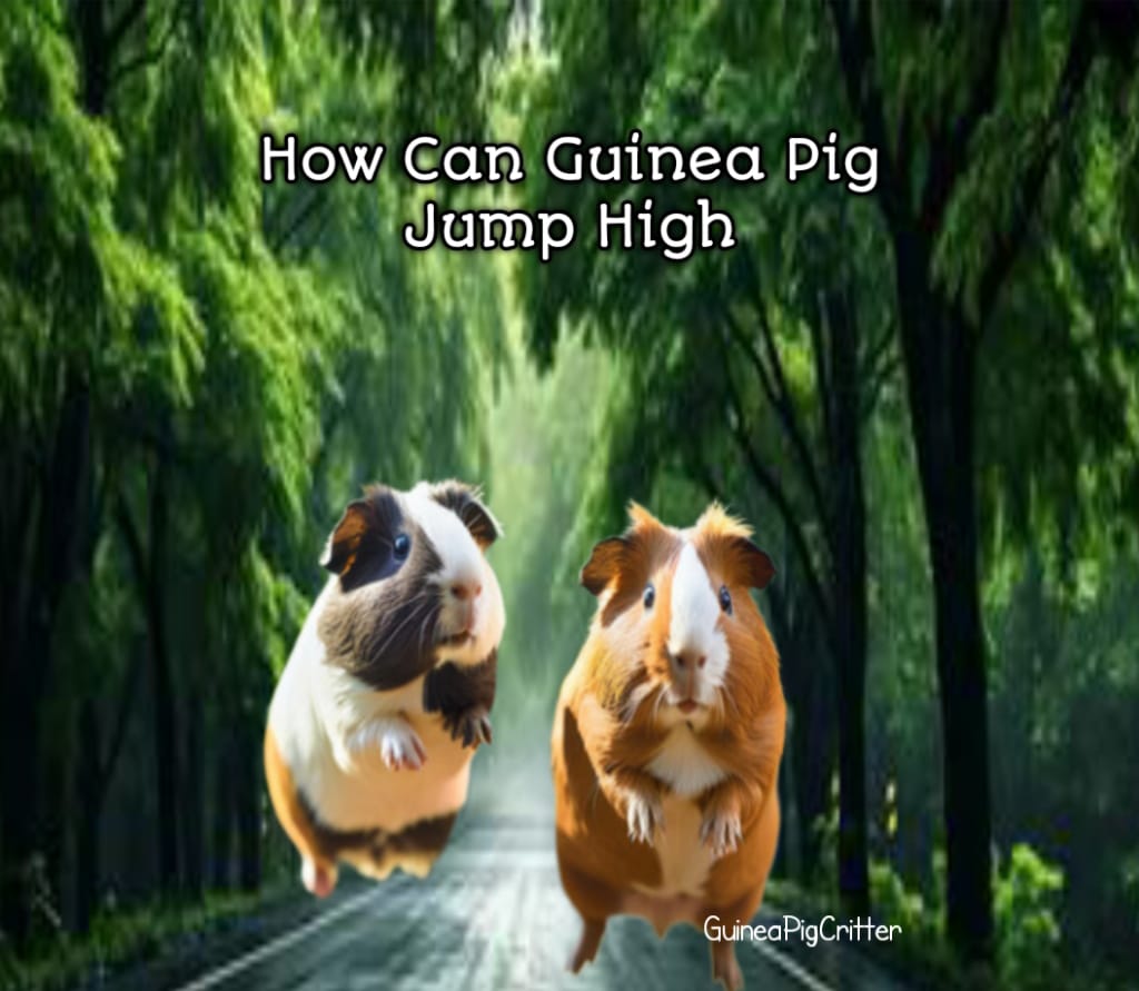 how can guinea pig jump high