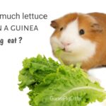 how much lettuce can a guinea pig eat