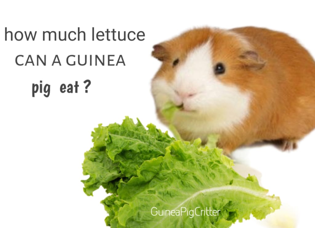 how much lettuce can a guinea pig eat