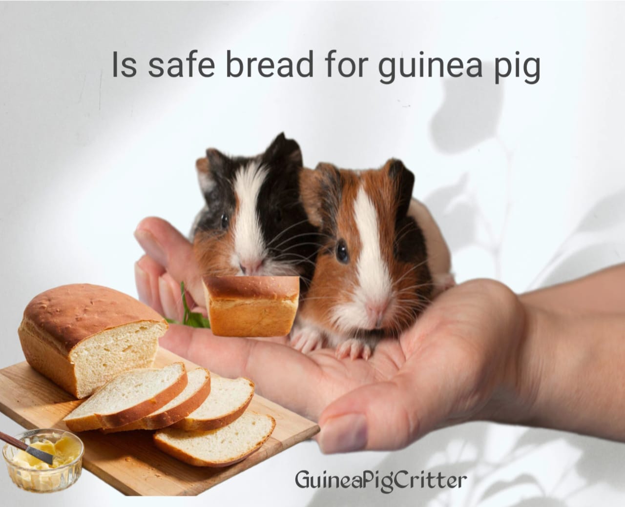 is safe bread for guinea pig