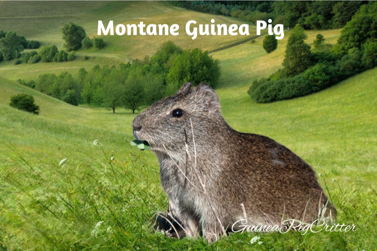 montane guinea pig