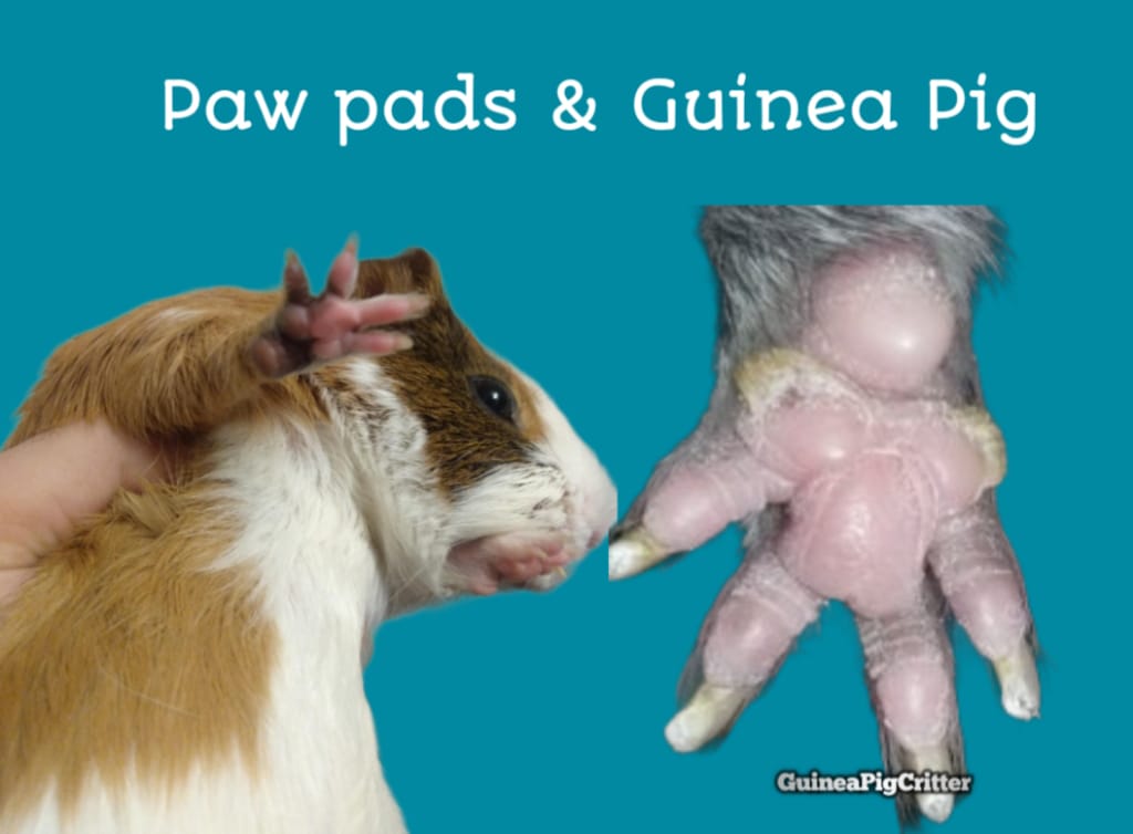 paw pads guinea pig