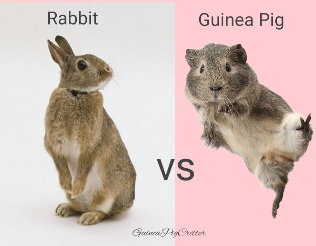 rabbit vs guinea pig