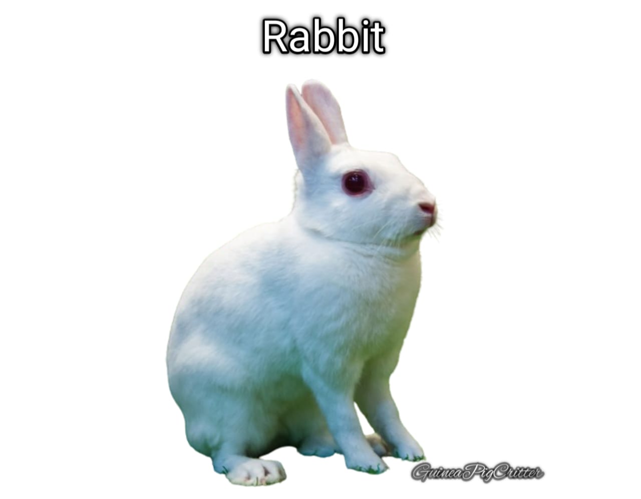 rabbit