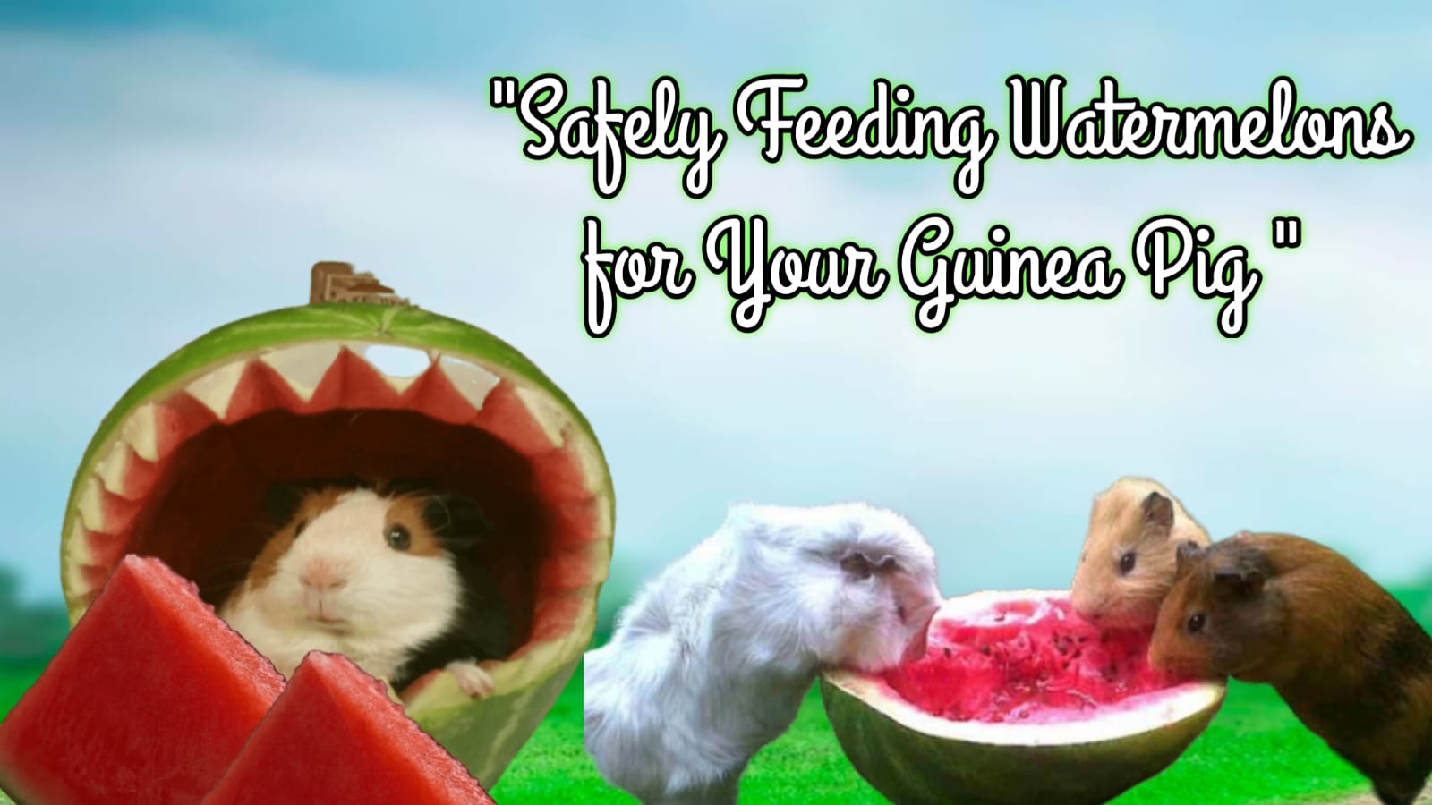 safely feeding watermelon for guinea pig